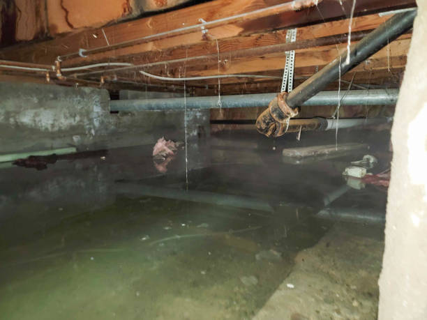 Best Flood damage cleanup  in Lehighton, PA